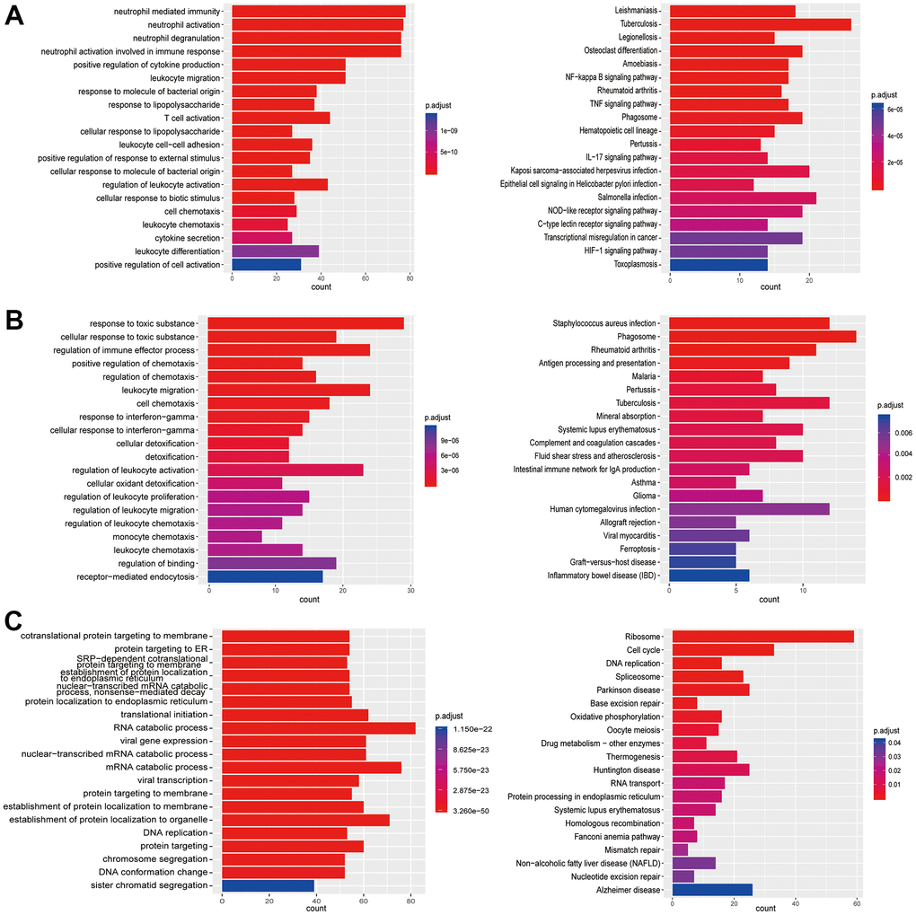 Enrichment analysis of subtypes in monocytes (M1-M3). (A) GO (left) and KEGG (right) enrichment analysis of DEGs in M1. (B) GO (left) and KEGG (right) enrichment analysis of DEGs in M2. (C) GO (left) and KEGG (right) enrichment analysis of DEGs in M3.