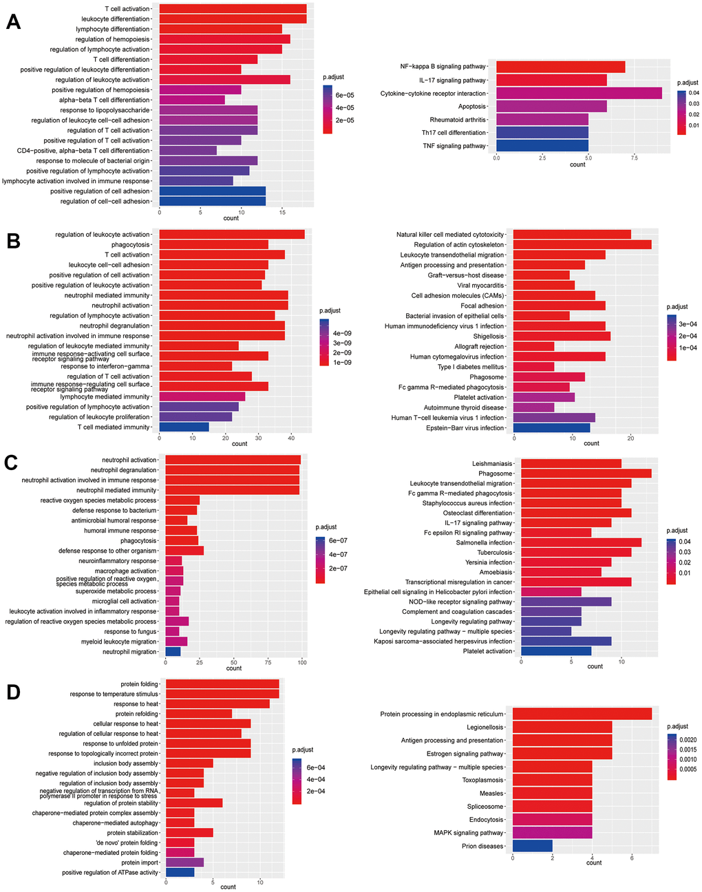 Enrichment analysis of subtypes in T cells (T4-T7). (A) GO (left) and KEGG (right) enrichment analysis of DEGs in T4. (B) GO (left) and KEGG (right) enrichment analysis of DEGs in T5. (C) GO (left) and KEGG (right) enrichment analysis of DEGs in T6. (D) GO (left) and KEGG (right) enrichment analysis of DEGs in T7.