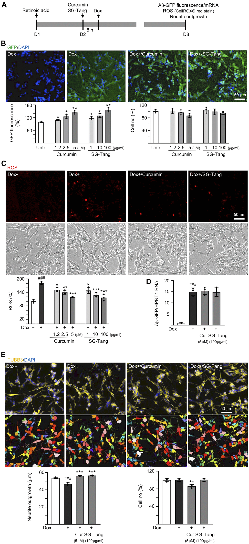 Effects of SG-Tang on Aβ aggregation, ROS, and neurite outgrowth in Aβ-GFP-expressing cells. (A) Experimental flow chart of Aβ-GFP SH-SY5Y cells. On day 1, cells were plated with retinoic acid (RA, 10 μM) added to the culture medium. On day 2, curcumin or SG-Tang was added to the cells for 8 h, followed by inducing Aβ-GFP expression with doxycycline (Dox, 5 μg/ml) for 6 days. On day 8, GFP fluorescence, cell number, ROS, Aβ-GFP RNA and neurite outgrowth were measured. (B) Assessment of GFP fluorescence and cell number with curcumin (1.2–5 μM) or SG-Tang (1–100 μg/ml) treatment (n = 3). The relative GFP fluorescence/cell number of untreated cells (Untr.) was normalized as 100%. (C) ROS assay with curcumin (1.2–5 μM) or SG-Tang (1–100 μg/ml) treatment (n = 3). The relative ROS of uninduced cells (Dox-) was normalized (100%). (D) Measurement of Aβ-GFP RNA levels in cells treated with 5 μM curcumin and 100 μg/ml SG-Tang by real-time PCR (n = 3). (E) Fluorescence microscopy images of differentiated Aβ-GFP SH-SY5Y cells uninduced (Dox-), untreated (Dox+) or treated with curcumin (5 μM) or SG-Tang (100 μg/ml). Neurite outgrowth and cell number were measured after TUBB3 (yellow) staining (n = 3). Nuclei were counterstained with DAPI (blue). The relative cell number of uninduced cells was normalized as 100%. P values: comparisons between induced (Dox+) vs. uninduced (Dox-) cells (###: P P P P t test; C–E: ROS, Aβ-GFP RNA and neurite outgrowth: one-way ANOVA with a post hoc Tukey test).