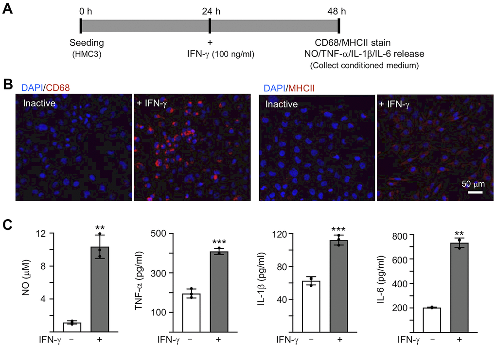 IFN-γ-induced HMC3 activation. (A) Experimental flow chart. After seeding HMC3 for 24 h, IFN-γ (100 ng/ml) was added to cells to induce inflammation. After 24 h, CD68 and HMCII expression in cells as well as NO, TNF-α, IL-1β and IL-6 release in culture medium were assessed. (B) Immunofluorescence examination of IFN-γ-induced HMC3 activation using antibodies against CD68 and HMCII (red). Cell nuclei were counterstained with DAPI (blue). (C) Levels of NO (measured by Griess reagent), TNF-α, IL-1β and IL-6 (assessed by ELISA) in culture medium (n = 3). P values: comparisons between IFN-γ-activated vs. inactive cells (**: P P t test).