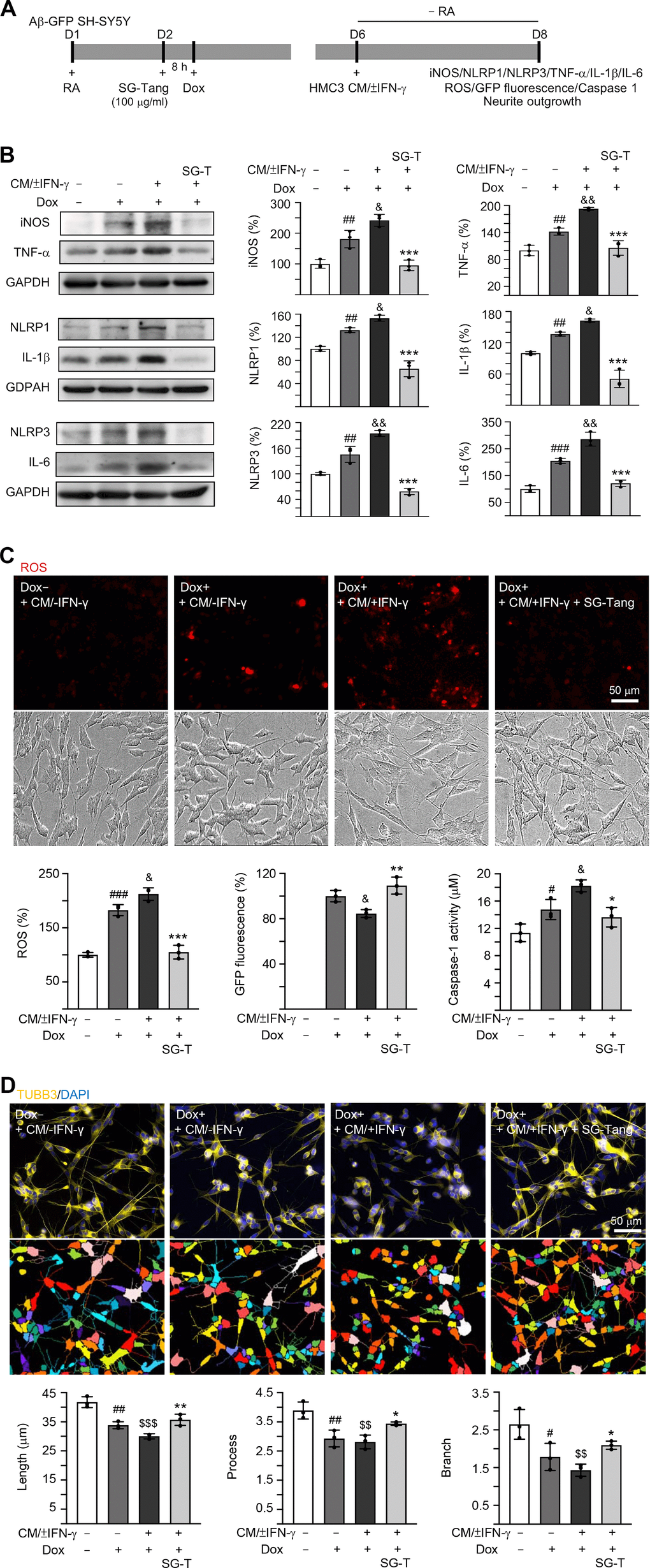 Neuroprotective effect of SG-Tang in Aβ-GFP-expressing SH-SY5Y cells inflamed with HMC3 conditioned medium. (A) Experimental flow chart. Aβ-GFP SH-SY5Y cells were plated in medium with retinoic acid (RA, 10 μM) on day 1, and treated with SG-Tang (100 μg/ml) next day for 8 h, followed by doxycycline (Dox, 5 μg/ml) addition to induce Aβ-GFP expression. On day 6, DMEM-F12 medium without retinoic acid addition (− RA) was mixed with HMC3 conditioned medium (CM/±IFN-γ, 1:1 ratio) and added to the cells for 2 days. (B) iNOS, NLRP1, NLRP3, TNF-α, IL-1β and IL-6 levels, (C) ROS production, GFP fluorescence and caspase-1 activity, (D) neurite length, process and branch were assessed on day 8 (n = 3). For normalization, the relative iNOS, NLRP1, NLRP3, TNF-α, IL-1β, IL-6 and ROS levels in uninduced and CM/-IFN-γ stimulated cells were set as 100%. P values: comparisons between induced (Dox+, + CM/-IFN-γ) vs. uninduced (Dox-,+ CM/-IFN-γ) cells (#: P ##: P ###: P &: P &&: P $$: P $$$: P P P P post hoc Tukey test).