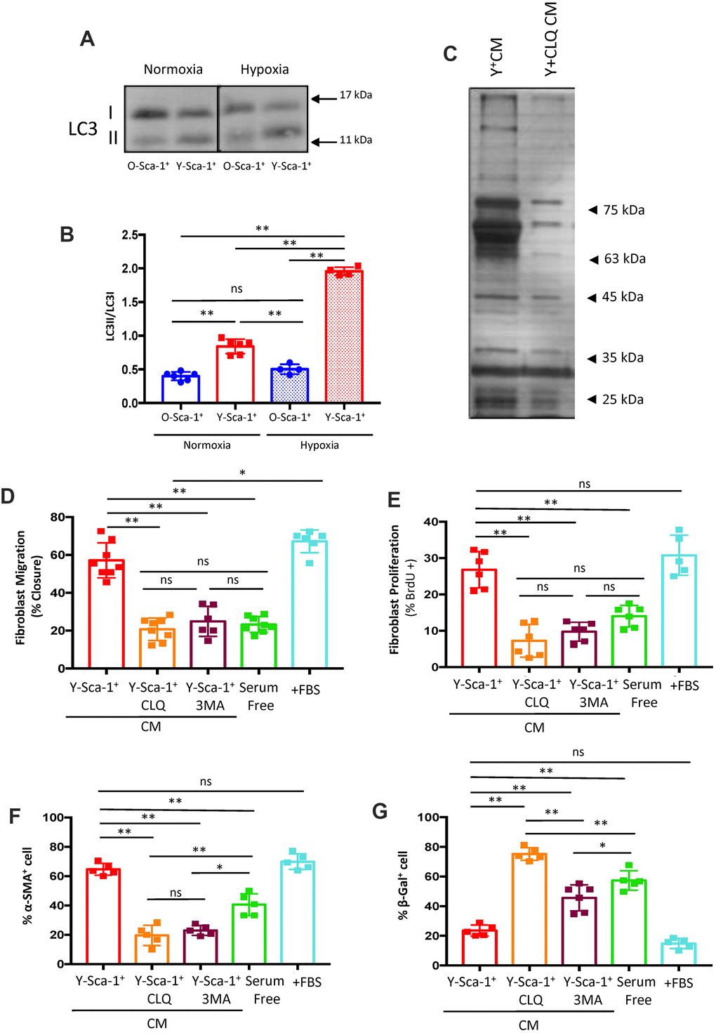 Autophagy in Y-Sca-1+ BMCs is associated with beneficial paracrine effects on old cardiac fibroblasts. (A) LC3II and LC3I were measured in Y-Sca-1+ and O-Sca-1+ bone marrow cells (BMCs) under normoxic (n=6) and hypoxic (n=4) conditions. (B) Quantification of LC3II/I protein intensities shown in panel (A). (C) Conditioned medium (CM) was harvested from Y-Sca-1+ (Y+CM) and Y-Sca-1++ chloroquine (CLQ, Y+CLQ CM). Proteins were separated by 10% SDS-PAGE. Representative image of silver-stained gel from Y+CM±CLQ. (D–G) CM was collected from Y-Sca-1+ BMCs treated with chemical inhibitors of autophagy, CLQ and 3-Methyladenine (3MA), and added to cultured cardiac fibroblasts from old mice (>20 months old) for 48 hours. Treatments are abbreviated as: Y-Sca-1+ CLQ and Y-Sca-1+ 3MA, serum free (serum-free media), +FBS (complete growth media). (D) Percent wound closure (after completing scratch wound assay) was measured using ImageJ. (E) Proliferation was assessed as the percentage of BrdU+ cells, normalized to total cell number. (F) Differentiation was determined as the percentage of α-SMA+ cells, normalized to total cell number. (G) Senescence was measured as the percentage of β-galactosidase+ cells, normalized to total cell number. Data with multiple groups were analyzed using one-way ANOVA, while data with two groups were analyzed by t-test. **p≤0.01; ns: not statistically significant.