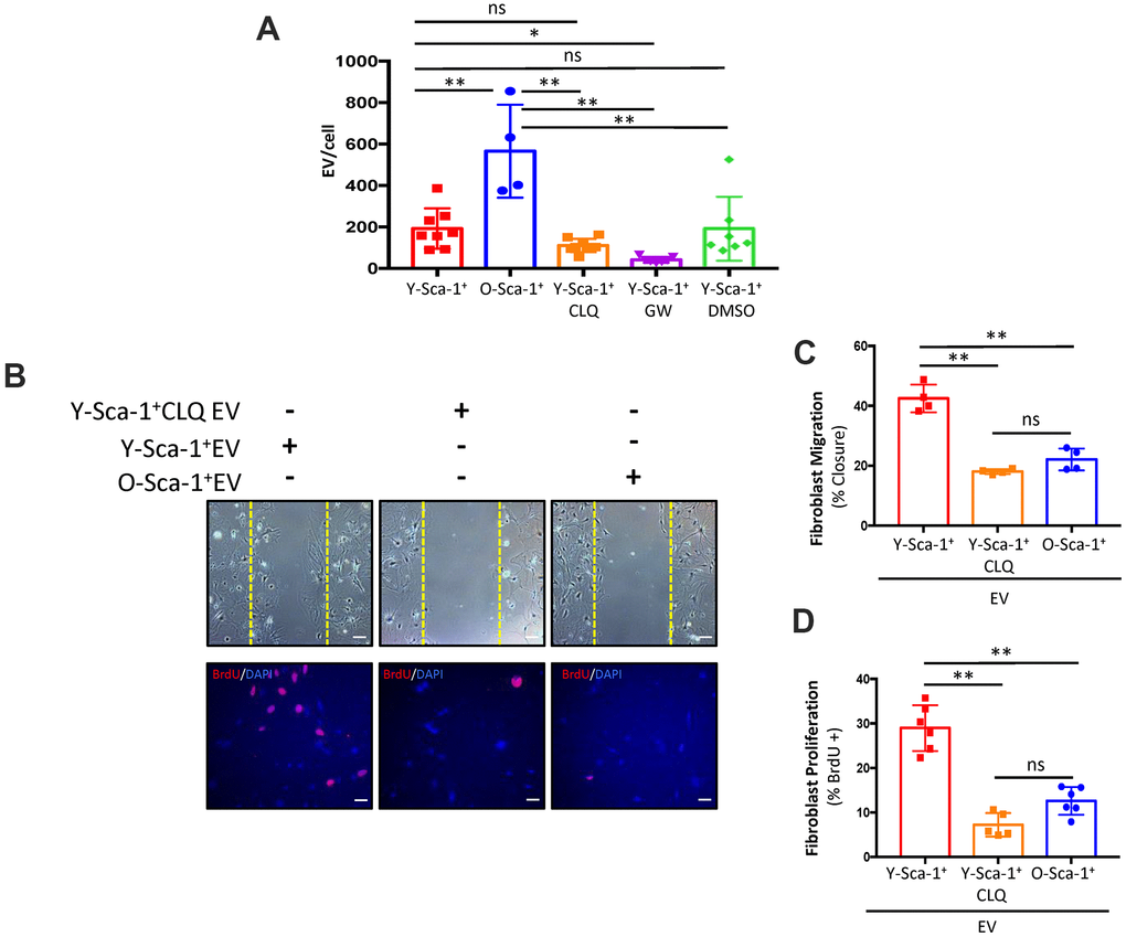 Autophagy is associated with EV secretion and/or cargo in Sca-1+ bone marrow cells. (A) Extracellular vesicle (EV) particle concentration isolated from Y-Sca-1+ CM±CLQ, ±GW4869, ±DMSO and O-Sca-1+ conditioned medium (CM). EV production was inhibited in Y-Sca-1+ bone marrow cells (BMCs) using GW4869 (GW). Autophagy was inhibited using chloroquine (CLQ). (B–D) EVs were purified from CM of the same treatment groups, and added to cultured old cardiac fibroblasts. Treatment groups are abbreviated as: Y-Sca-1+ EV, Y-Sca-1+ CLQ EV and O-Sca-1+ EV. (B) Representative images from scratch wound and proliferation assays with old fibroblasts treated with Y-Sca-1+ EV, Y-Sca-1+ CLQ EV and O-Sca-1+ EV for 48, or 24 hours, respectively. Dashed yellow line indicates the wound edge at 0 hours. (C) Percent wound closure (after completing the scratch wound assay) was measured using ImageJ. (D) Percentage of BrdU+ cells, normalized to total cell number. Scale bars represent 100 μm. Data analysis used one-way ANOVA. Data presented as mean ± SEM; n=4-8. *p≤0.05; **p≤0.01; ns: not statistically significant.