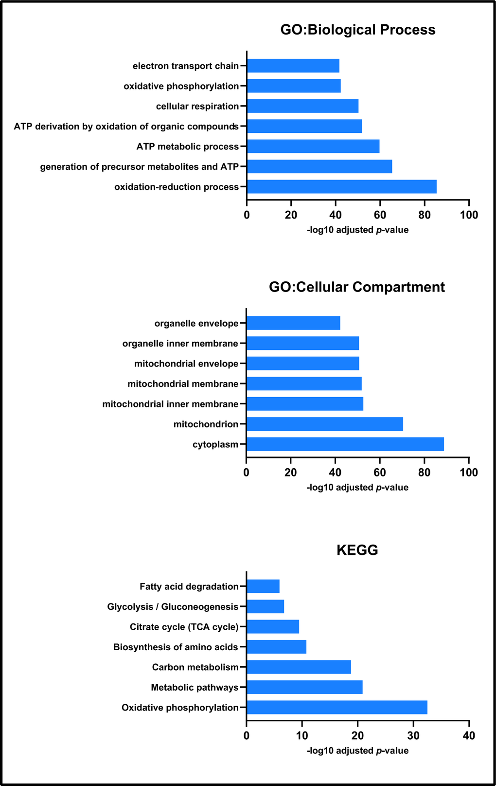 Enrichment analysis of all proteins identified by label-free proteomics. Biological process, cellular compartment and KEGG enrichment analysis each presented processes associated with mitochondrial function and physiology.