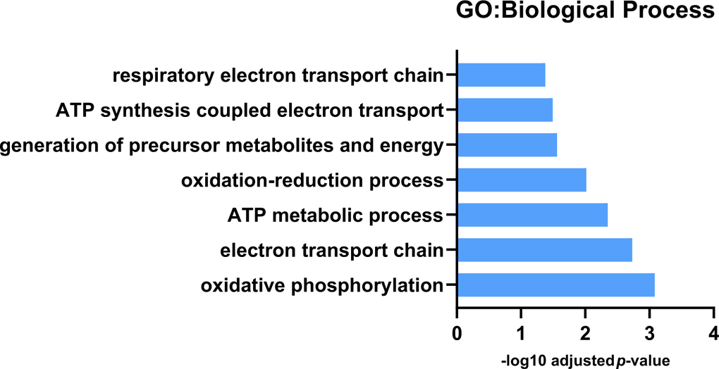 GO: Biological process analysis for downregulated protein expression differences between Pink1 non-exercised and wild-type non-exercised files. Pink1 files have reduced expression of proteins involved in mitochondrial respiration and oxidative phosphorylation.