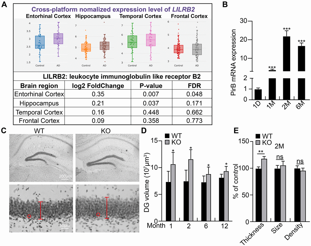 PirB increases with age in hippocampal neural stem cells. (A) Expression pattern of PirB human ortholog LilrB2 in the central nervous system as analyzed by a web source dataset: http://www.alzdata.org/Normalized