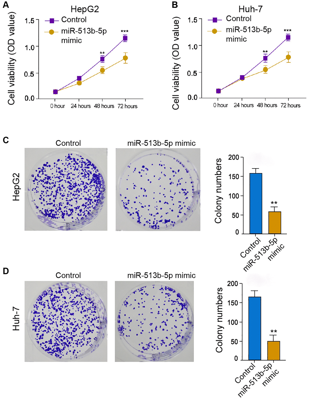 MiR-513b-5p represses liver cancer cell proliferation in vitro. (A–D) The HepG2 and Huh-7 cells were treated with miR-513b-5p mimic. (A and B) The analysis of cell proliferation using MTT assays. (C and D) The analysis of cell proliferation using colony formation assays.