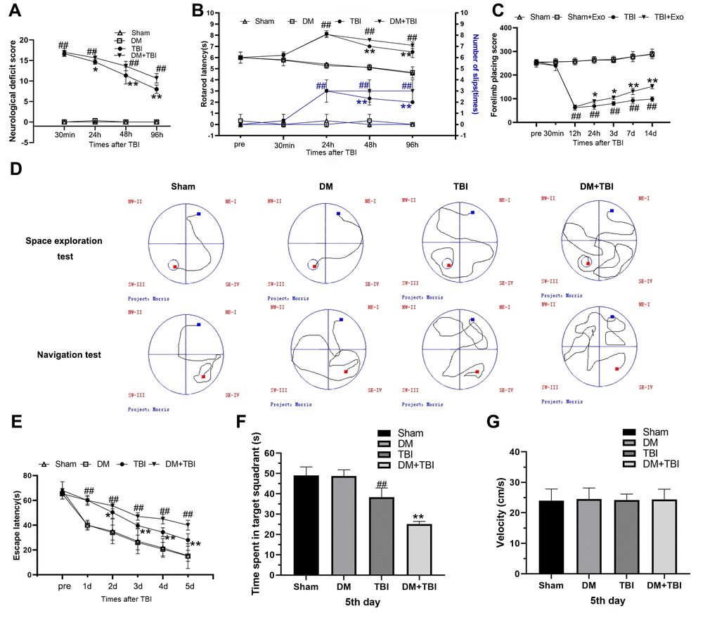 Hyperglycemia exacerbated neurological dysfunction and cognitive deficits due to TBI. (A) mNSS. (B) Rotating rod test. (C) Forelimb placement test. (D–G) MWM test. All data are presented as the mean ± standard error (n = 8 per group). Statistical significance was determined using one-way ANOVA followed by post-hoc Bonferroni correction. #P ##P *P **P 