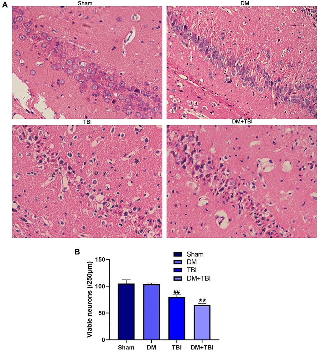 HG aggravated pathological injuries caused by TBI. (A) Hematoxylin and eosin staining (scale bar, 20 μm). (B) Quantification of the number of viable neurons per 250-lm length in each group. All data are presented as the mean ± standard error (n = 4 per group). Statistical significance was determined using one-way ANOVA followed by post-hoc Bonferroni correction. ##P **P 