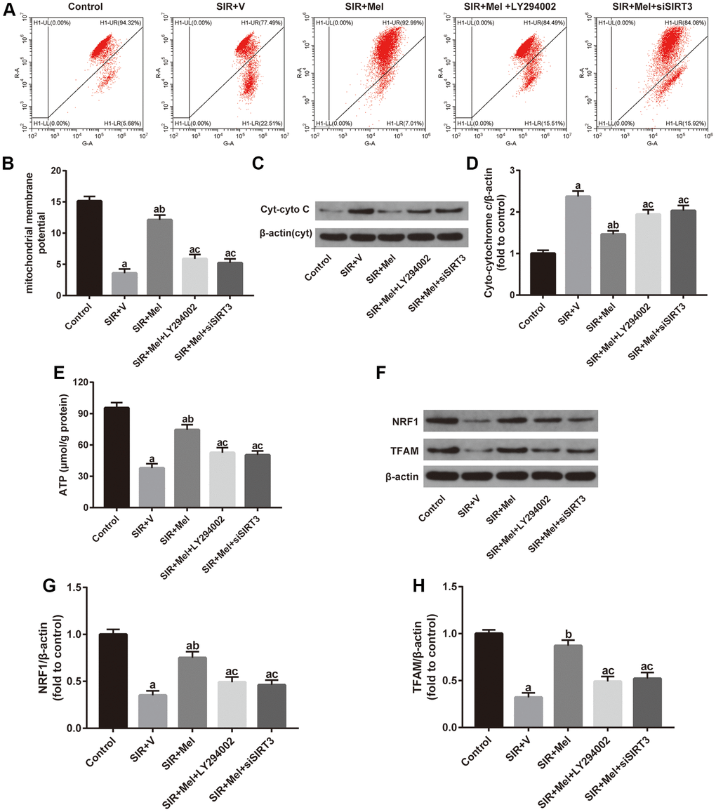 Effects of LY294002 or siSIRT3 on the melatonin-mediated improvement in mitochondrial defects in high glucose-treated HT22 cells with SIR injury. (A) Representative images for mitochondrial membrane potential (MMP) assessed by flow cytometry. (B) Quantitative analysis of MMP. (C) Representative images for Cyt-cyto C expression detected by Western blot. (D) Quantitative analysis of the Cyt-cyto C protein levels. (E) Quantitative analysis of mitochondrial ATP content. (F) Representative images for NRF1 and TFAM expression detected by Western blot. (G–H) Quantitative analysis of the NRF1 and TFAM levels. Data were presented as the mean ± SEM (n = 6). ap bp cp 