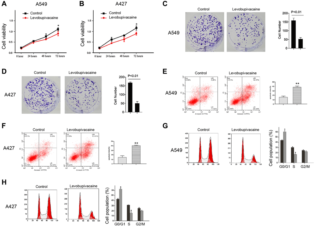 Levobupivacaine inhibits proliferation and promotes apoptosis of NSCLC cells. (A–E) The A549 and A427 cells were treated with levobupivacaine (2 mM) or equal volume saline. (A and B) The cell viability was analyzed by the MTT assays in the cells. (C and D) The cell proliferation was measured by the colony formation assays in the cells. (E and F) The cell apoptosis was measured by flow cytometry analysis in the cells. (G and H) The cell cycle was analyzed by flow cytometry analysis in the cells. Data are presented as mean ± SD. Statistic significant differences were indicated: *P **P 