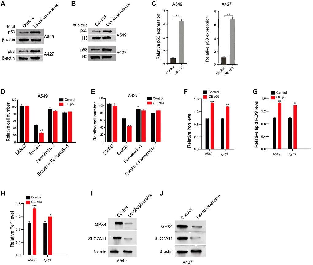 Levobupivacaine up-regulates and activates p53 in NSCLC cells. (A and B) The A549 and A427 cells were treated with levobupivacaine (2 mM) or equal volume saline. The total expression and nucleus accumulation of p53 was measured by Western blot analysis in the cells. (C) The A549 and A427 cells were treated with p53 overexpression vectors. (D and E) The A549 and A427 cells were co-treated with 5 mmol/L erastin or ferrostatin (1 mmol/L) and p53 overexpression vectors. The cell growth was analyzed by MTT assays. (F–J) The A549 and A427 cells were treated with p53 overexpression vectors or control vectors. (F) The levels of ROS were measure by flow cytometry analysis in the cells. (G and H) The levels of iron and Fe2+ were analyzed by Iron Assay Kit. (I and J) The expression of GPX4, SLC7A11, and β-actin was measured by Western blot analysis in the cells. Data are presented as mean ± SD. Statistic significant differences were indicated: *P **P ***P 