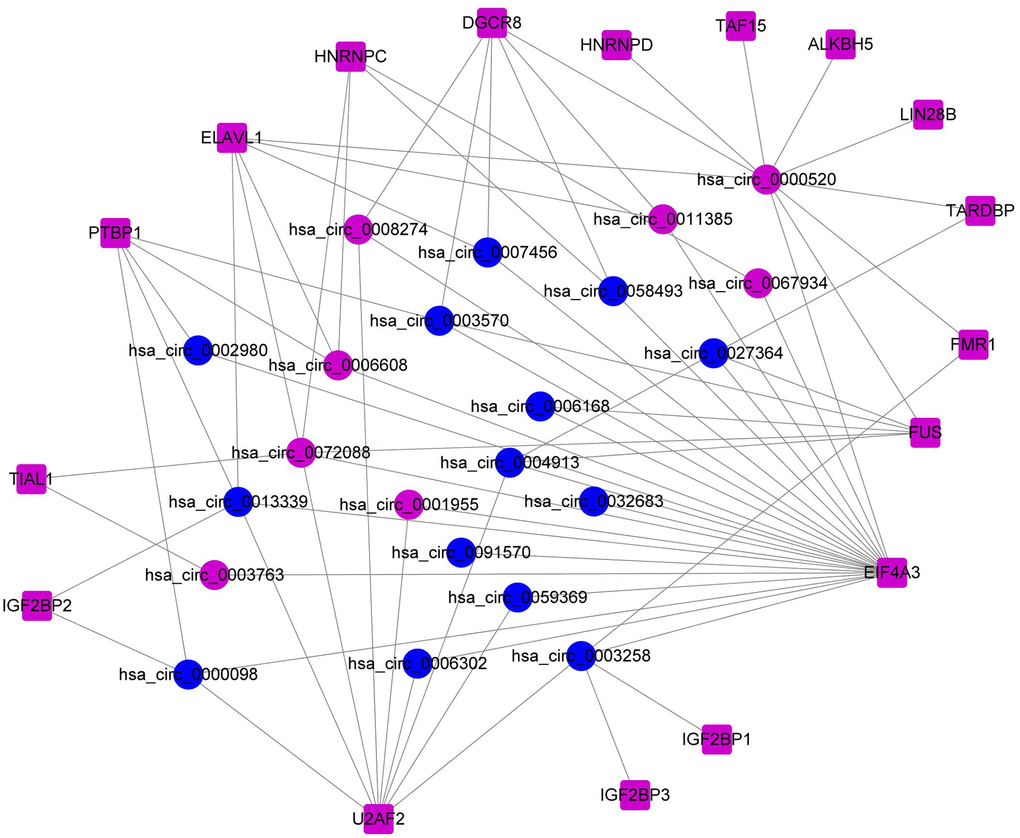 Construction of the RBP-circRNA regulatory network in HCC.