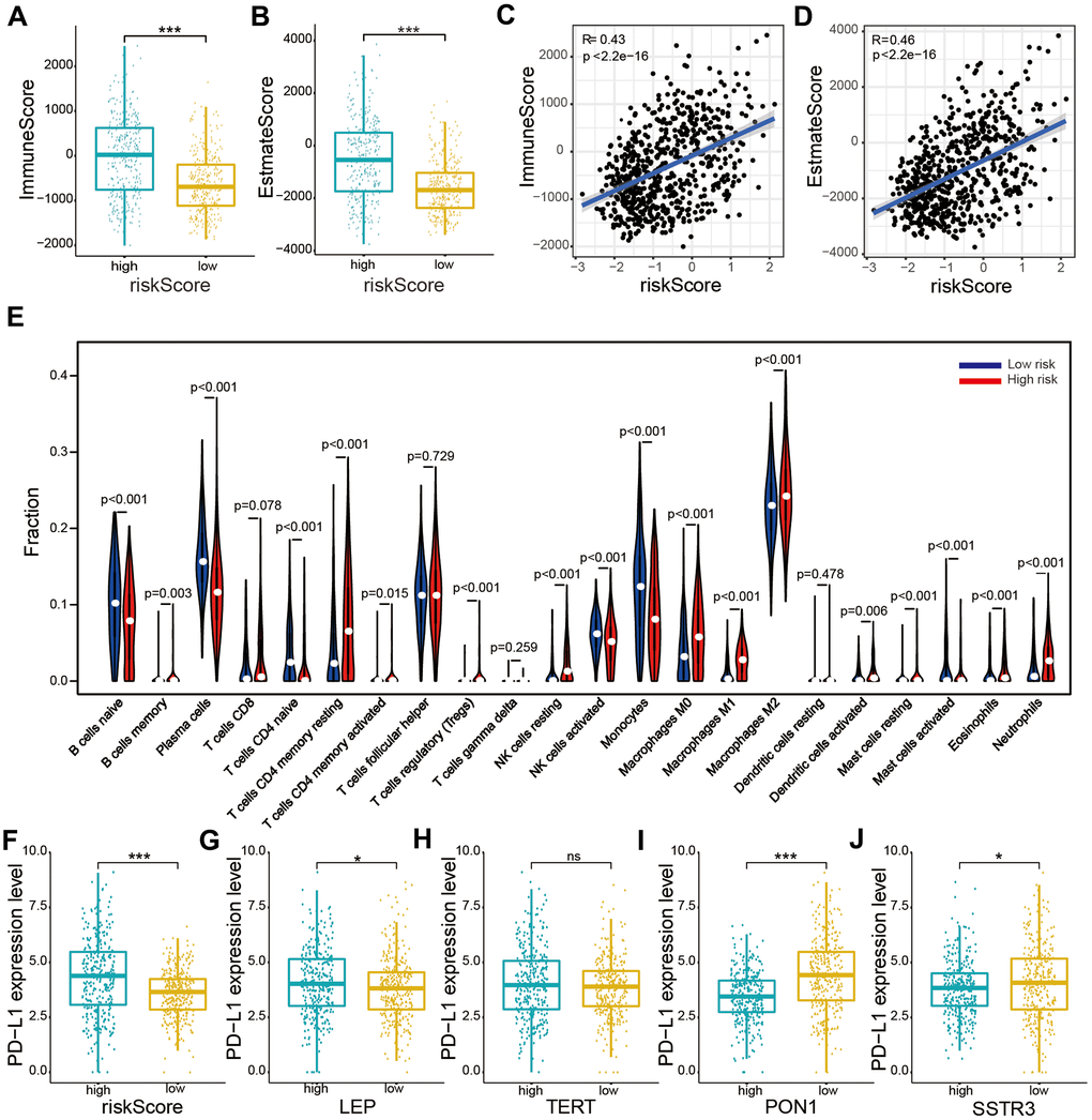 Relationships between the risk score and immune cell infiltration levels, and PD-L1 expression levels based on TCGA datasets. (A, B) Comparison of immune and estimate scores according to two subtypes grouped by the median risk score. (C, D) Relationship between the risk score and immune scores and the estimate score. (E) The violin plot showed distribution of the ratio differentiation of 22 kinds of immune cells in glioma samples according to two subtypes grouped by the median risk score. (F–J) Distribution of PD-L1 expression levels based on the risk score (F) and expression levels of the four selected AGs (LEP (G), TERT (H), PON1 (I), and SSTR3 (J)) of patients with glioma in the TCGA datasets. Non-significant (ns) P > 0.05, * P P P 