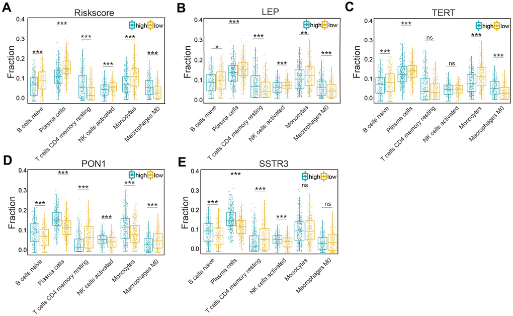 Association of six types of immune cells with the risk score and four selected AGs in the TCGA datasets. (A) Distributions of the six types of immune cells (naïve B cells, plasma cells, CD4 memory resting T cells, NK activated cells, monocytes, and M0 macrophages) in the two subtypes grouped by the median risk score. (B–E) Comparison of the six types of immune cells (naïve B cells, plasma cells, CD4 memory resting T cells, NK activated cells, monocytes, and M0 macrophages) according to LEP (B), TERT (C), PON1 (D), and SSTR3 (E) expression levels. Non-significant (ns) P > 0.05, * P P P 