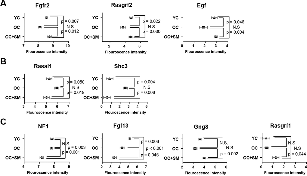 Differentially expressed mRNAs involved in RAS signaling pathway. Fluorescence intensities indicating the expression levels of Fgfr2, Rasgrf1, Egf, Rasal1, Sch3, Nf1, Fgf13, Gng8, and Rasgrf2 in the ovaries of YC, OC, and OC+SM mice. (A) Aging-induced downregulated expression of Fgfr2, Rasgrf2 and Egf were restored with SM administration. (B) Aging-induced upregulated expression of Rasal1 and Sch3 were restored with SM administration. (C) Expression of Nf1, Fgf13, Gng8, and Rasgrf1 were changed by SM administration in OC mice. Data are presented as mean ± standard error of the mean. Statistical analysis was performed using the Student’s t-test. YC: 8-week-old control mice; OC: 40-week-old mice; OC+SM: 40-week-old mice orally administered Samul-tang.