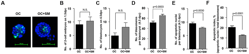 Quality and quantity of mouse blastocysts retrieved after Samul-tang (SM) administration. Forty-week-old mice were orally administered distilled water (n = 13, OC group) or 2.5 g/kg of SM (n =13, OC+SM group) five times a week for four weeks. Post SM administration, the mice were superovulated via hormonal stimulation and mated with fertile males. At 1.5 days post coitum (dpc), 2-cell embryos were collected and cultured up to blastocyst stage for three days. (A) Blastocyst quality was evaluated by assessing the stained nuclei and DNA fragmentation in blastocysts from each mice group. Number of collected 2-cell embryos at 1.5 dpc (B) and cultured blastocysts at 4.5 dpc (C). (D–F) Blastocyst developmental competence was assessed from the number of blastomeres and apoptotic nuclei, and apoptotic index. Data are presented as mean ± standard error of the mean. Statistical analysis was performed using the Student’s t-test.