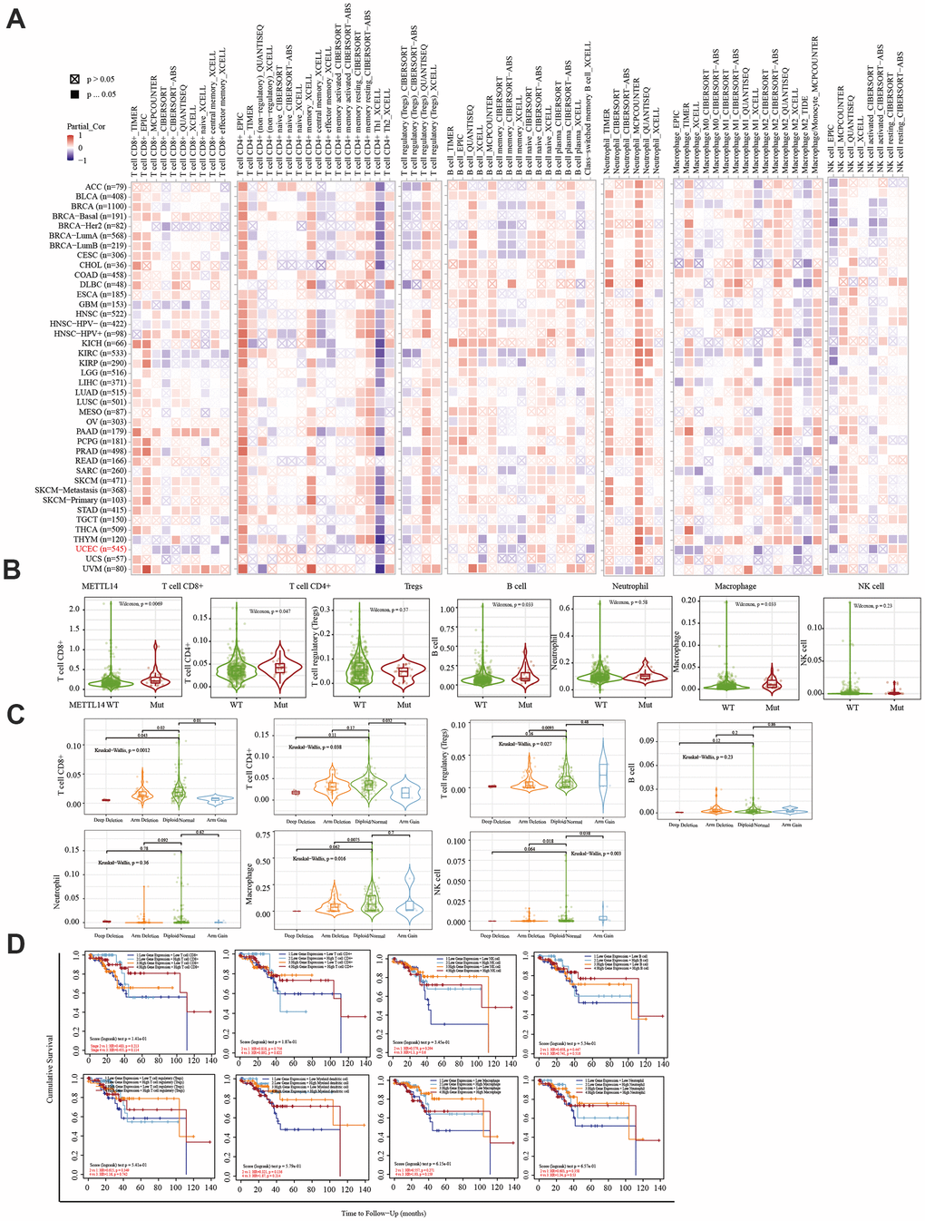 Correlation between immune infiltration and the expression, mutation, SCNA status, and outcome module of METTL14. (A) Heatmap depicting the correlation of METTL14 expression with six tumor-infiltrating immune cell types (CD4+ T cells, CD8+ T cells, Treg, B cells, neutrophils, macrophages, and NK cells) and the immune infiltration level in diverse cancer types. Spearman’s correlation was used for this analysis. (B) Violin plots to visualize the effect of METTL14 gene mutations on immune cell infiltration and different infiltrating immune cell types in endometrial cancer. (C) Violin plots visualize the effect of METTL14 SCNA, including ‘deep deletion’, ‘arm-level deletion’, ‘diploid/normal’, ‘arm-level gain’, and ‘high amplification’, on immune cell infiltration and different immune cell types in endometrial cancer, as determined by GISTIC2.0. (D) Outcome module showing the clinical stage relevance of tumor immune subsets as well as the hazard ratio and P-value for the Cox model. The log-rank P-value for the KM curve is shown on the KM curve plot.