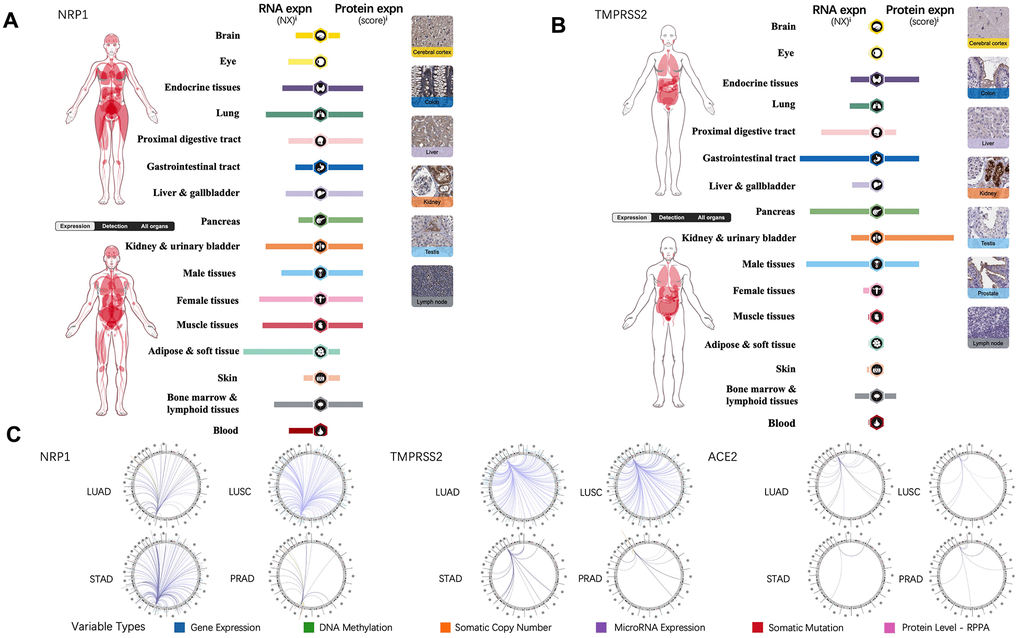 NRP1, TMPRSS2 and ACE2 expression in human normal tissue and their interrelation with other genes. (A) The expression levels of NRP1 in human tissues. (B) The expression levels of TMPRSS2 in human tissues. (C) The correlation between certain genes and NRP1, TMPRSS2, ACE2 in LUAD, LUSC, STAD and PRAD.