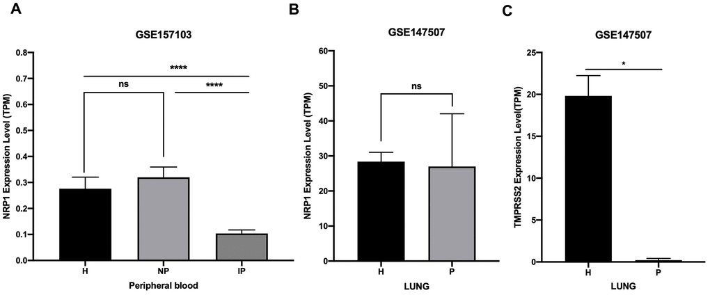 Expression analysis of NRP1 and TMPRSS2 after SARS-CoV-2 infection. (A) TPM of NRP1 in peripheral blood RNA seq data. H: healthy control. NP: Non-ICU patients with COVID-19. IP: ICU patients with COVID-19. (B) TPM of NRP1 in lung RNA seq data. H: healthy control. P: COVID-19 patients. (C) TPM of TMPRSS2 in lung RNA seq data. H: healthy control. P: COVID-19 patients. ****, P