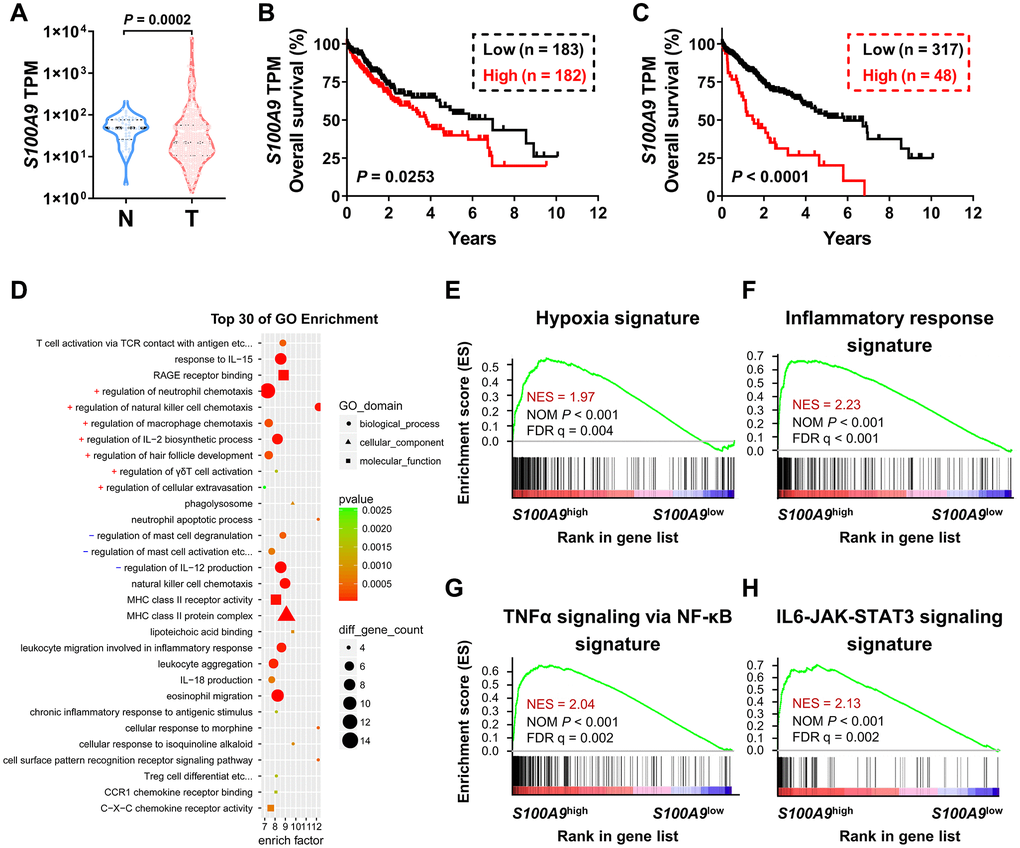 Association between S100A9 expression and prognosis of HCC patients in the TCGA-LIHC database. (A) Violin plot showing the differential expression of the S100A9 gene in tumor (n = 365) or nontumor (n = 50) tissues from the TCGA-LIHC database; the Mann- Whitney test was used to analyze the nonparametric test between the two groups. HCC patients in the TCGA dataset were divided into two groups according to the median value of S100A9 expression (B) or minimum P-value approach (C). The prognostic value of S100A9 was evaluated by the Kaplan-Meier method, and examined by the log-rank test. (D) Top 30 GO enrichment results of the 3493 genes highly expressed in the S100A9high group. (E–H) Top enriched signaling pathways based on S100A9 expression identified by GSEA.