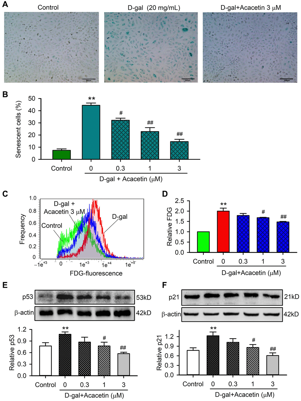 Effects of acacetin on cellular senescence induced by D-galactose in H9C2 cardiac cells. (A) Representative images of senescence-associated-β-galactosidase (SA-β-gal) staining for senescent cells in H9C2 cardiac cells treated without (control) or with D-galactose (D-gal, 20 mg/mL) in the absence and presence of 3 μM acacetin for 72 h. (B) Percentage of SA-β-gal-positive senescent cell number in cardiac cells treated without (control) or with D-gal (20 mg/mL) in the absence and presence of 0.3, 1 or 3 μM acacetin for 72 h. (C) Flow cytometry graphs for determining activity of fluorescein di-β-D-galactopyranoside (FDG) in cells treated as in (A). (D) Relative FDG level in cardiac cells treated as in (B). (E) Western blot and relative level of p53 protein in cells treated as in (B). (F) Western blot and relative level of p21 in cells treated as in (B). (n = 5, **P #P ##P 