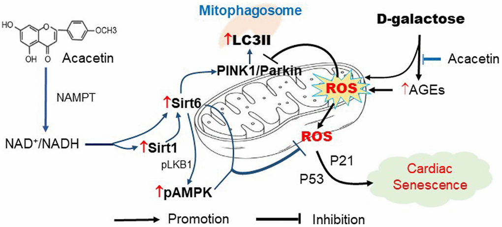 Schematic signal pathways of D-galactose-induced cardiac senescence and acacetin protection against the cardiac senescence. D-galactose increases AGEs production and ROS accumulation and decreases mitophagy thereby promoting cardiac senescence. Acacetin, in addition to decreasing AGEs, increases NAD+/NADH ratio through NAMPT followed by activation of Sirt1/Sirt6/AMPK thereby preserving mitochondrial function via increasing mitophagy.