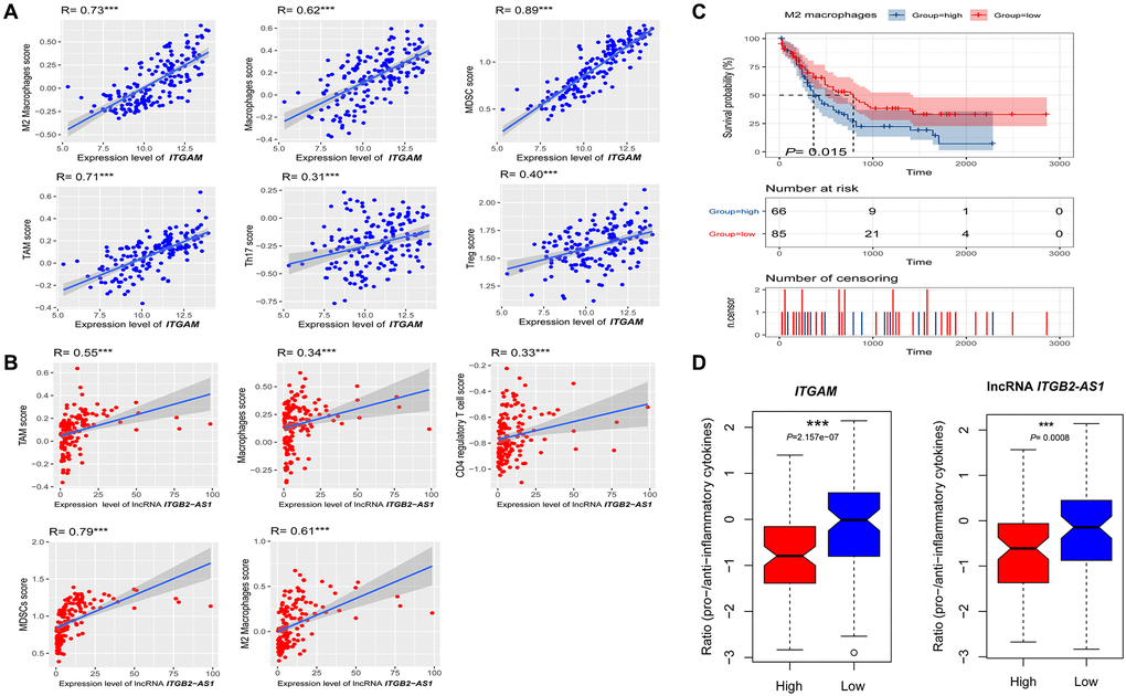 Association of ITGAM and LncRNA ITGB2-AS1 expression level with immune signature in AML. (A) The expression of ITGAM exhibit a significant positive correlation with six immune cells (M2 Macrophages, Macrophages, Treg, MDSC, TAM, and Thr17). The Spearman's correlation test P values are shown; (B) The expression of LncRNA ITGB2-AS1 exhibit a significant positive correlation with five immune cells (M2 Macrophages, Macrophages, MDSC, TAM, and CD4 regulatory T cells). The Spearman's correlation test P values are shown; (C) High infiltration levels (ssGSEA scores) of M2 macrophages associated with shorter survival time in LAML patients. (D) the ratios of pro-/anti-inflammatory cytokines are significantly lower in AML with highly expressing of ITGAM and LncRNA ITGB2-AS1 (expression levels > median) than in those lowly expressing of ITGAM and LncRNA ITGB2-AS1 (expression levels ***P 