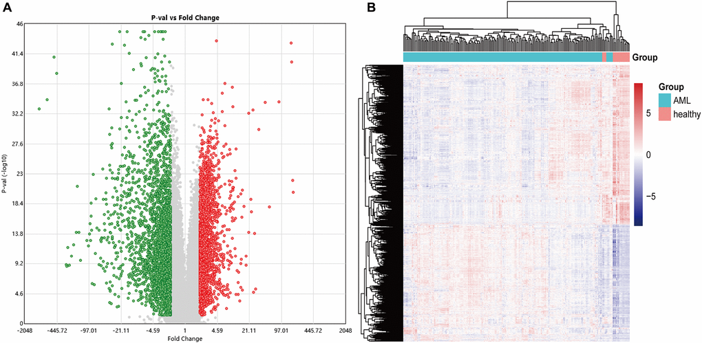 The volcano and heatmap of the differentially expressed genes. (A) In the DEGs' volcano plot, red dots are up-regulated genes, blue is down-regulated, and grey is no different; (B) DEGs clustering heatmap, pink indicates healthy, and blue indicates AML. DEGs: differentially expressed genes.