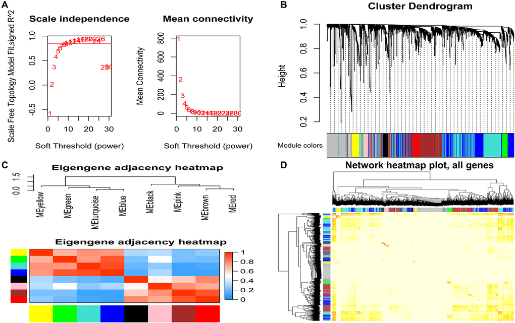 Identification of modules related to clinical features of acute myeloid leukemia. (A) Analysis of the soft threshold (β) through the scale-free fitting index and mean connectivity; (B) Clustering dendrogram of the DEGs through dissimilarity coefficient, which shows nine gene co-expression modules AML. Gray modules indicate no co-expression between genes; (C) The correlation heat map of WGCNA adjacent modules. The rectangles in each row and each column represent a module characteristic gene. Light blue represents low adjacency, and red represents high adjacency; (D) The TOM visualized the gene co-expression network's heat map in the module. In the TOM map, light colors indicate topological overlap. Dark colors indicate a higher degree of topological overlap. The gene tree diagram and corresponding modules are displayed on the upper left of the TOM diagram. The intersection of the two rectangles indicates the topological overlap in the Blue module. DEGs: differentially expressed genes; TOM: topological overlap matrix.