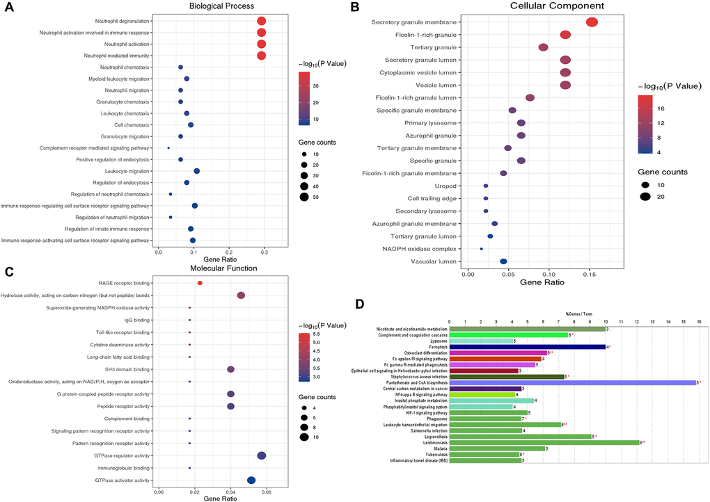 GO functional enrichment analysis and KEGG pathway analysis of characteristic genes in the Blue module. (A) Top 20 enriched biological process terms; (B) Top 20 enriched cell component enrichment; (C) The results of Molecular function enrichment analysis; (D) The results of the KEGG pathway enrichment analysis. Abbreviations: GO: gene ontology; KEGG: Kyoto Encyclopedia of Genes and Genomes.