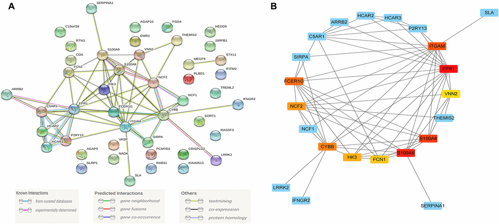 The module driver genes identified in the PPI network. (A) The PPI network consists of 45 nodes and 66 edges, and 75 of the Blue module's co-expression of genes constructs a PPI network; (B) Clusters of driver genes in the Blue module, and the squares marked in yellow to red indicate the top 10 module driver genes in sub-function cluster 1, and the blue squares represented the other related genes in cluster 1. Abbreviation: PPI: protein-protein interaction.