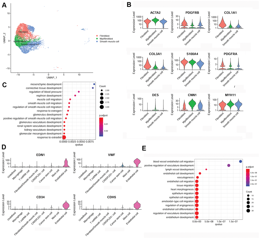 Characterization of fibroblasts/smooth muscle cells and endothelial cells in the pulmonary endarterectomized tissues of CTEPH patients. (A) UMAP plot of three subsets of fibroblasts/smooth muscle cells. (B) Violin plot illustrating fibroblast/smooth muscle cell/myofibroblast marker genes, including ACTA2, PDGFRB, COL1A1, COL3A1, S100A4, PDGFRA, DES, CNN1, and MYH11. (C) GO enrichment analysis of fibroblast/smooth muscle cell/myofibroblast markers. (D) Violin plot showing marker genes of endothelial cells, including END1, VWF, CD34, and CDH5. (E) GO enrichment analysis of endothelial cell marker genes. Abbreviations: CTEPH: chronic thromboembolic pulmonary hypertension; UMAP: Uniform Manifold Approximation and Projection; GO: Gene ontology.