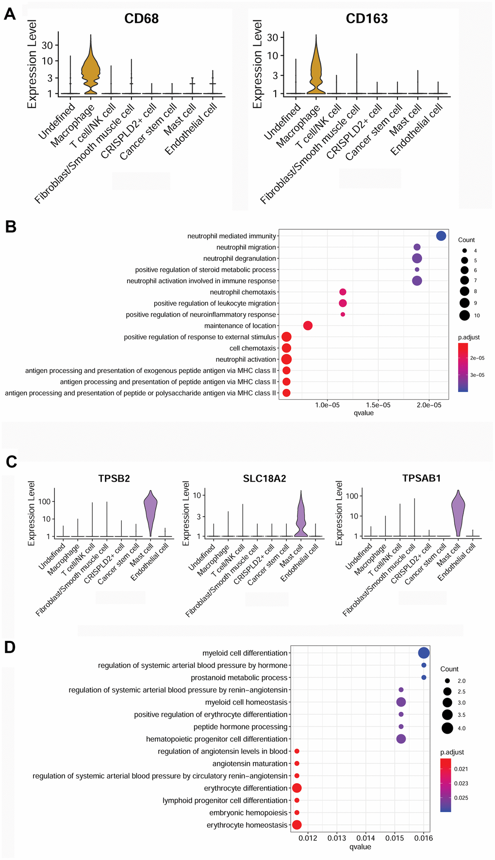 Characterization of macrophages and mast cells in pulmonary endarterectomized tissues of CTEPH patients. (A) Violin plot showing the marker genes of macrophages, including CD68 and CD163. (B) GO enrichment analysis of marker genes of macrophages. (C) Violin plot showing mast cell marker genes, including TPSB2, SLC18A2, and TPSAB1. (D) GO enrichment analysis of mast cell marker genes. Abbreviations: CTEPH: chronic thromboembolic pulmonary hypertension; GO: Gene ontology.