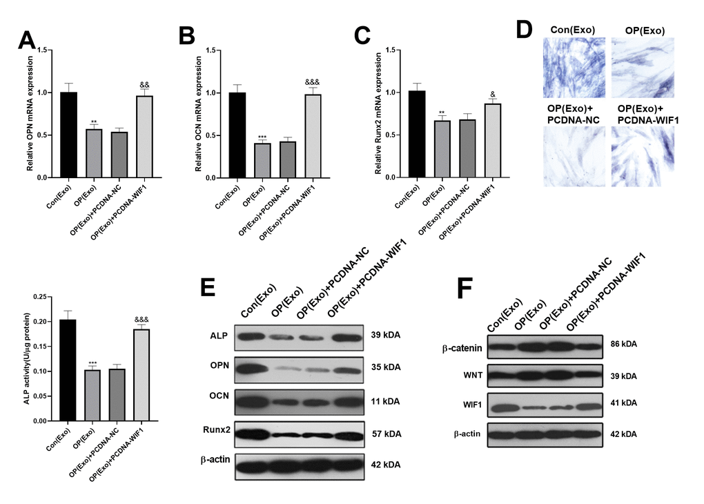 BMSCs-derived exosomes inhibited osteogenesis via miR-424-5p/WIF1. The WIF1 overexpressed plasmid was transfected into BMSCs-derived exosomes. (A–C) The expression of OPN, OCN and Runx2 were compared by qRT-PCR. (D) ALP staining was used to examine ALP activity. (E) Western blot was applied to determine the protein expression of OPN, OCN and Runx2. (F) The protein expression of WIF1/Wnt/β-catenin was verified by western blot. **P