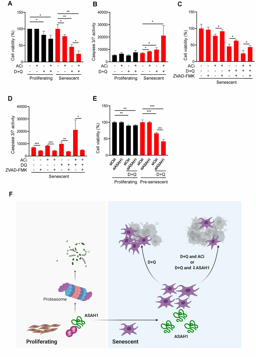 ASAH1 is a potential senolytic target. (A, B) Proliferating and senescent cells were either left untreated (DMSO) or treated with acid ceramidase inhibitor (ACi), with or without D+Q for 48 h, whereupon cell viability was assessed by direct cell counting (A) and the activities of caspase 3/7 were assessed (B). (C, D) Senescent cells were treated as in (A), with addition of ZVAD-FMK (a pan-caspase inhibitor) whereupon cell viability was assessed by direct cell counting (C) and caspase 3/7 activities were measured (D). (E) Proliferating or pre-senescent cells were transfected either with control or ASAH1 siRNA; two days after transfection, cells were treated with either control DMSO or D+Q for 48 h followed by assessment of cell viability by direct cell counting. (F) Proposed model: in proliferating cells, ASAH1 is rapidly degraded by machineries that include the ubiquitin-proteasome degradation system, while in senescent cells, ASAH1 is stable, in turn promoting senescent cell survival and resistance to senolytic cell death.