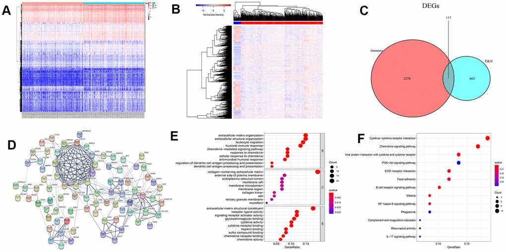 Heatmap of differentially expressed genes (DEGs), Venn diagram, protein-protein interaction (PPI) network, and enrichment analysis. (A) Heat map of immune-related DEGs. (B) Heatmap of DEGs between colon cancer and normal samples. (C) Venn diagram of genes associated with immunity in normal and cancer samples. (D) PPI network of 82 core DEGs. Gene Ontology (E) and Kyoto Encyclopedia of Genes and Genomes enrichment (F) analysis for 117 DEGs.