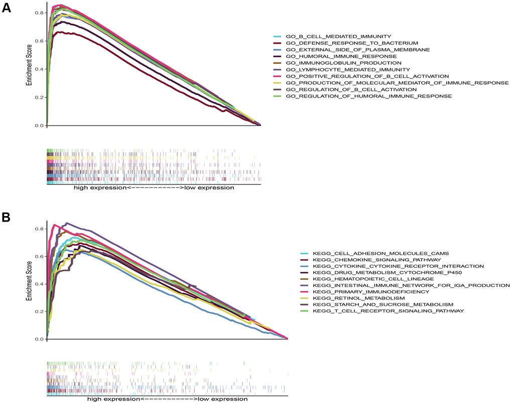 Gene set enrichment analysis results of deoxyribonuclease 1-like 3’ s high expression. (A) The top 10 results from the Gene Ontology analysis. (B) The top 10 results from the Kyoto Encyclopedia of Genes and Genomes analysis. P value 