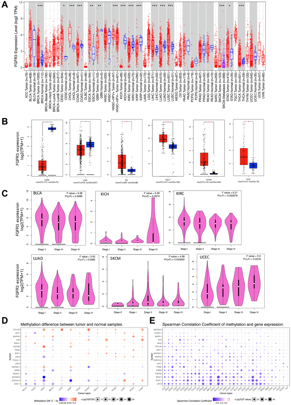 Fibroblast growth factor receptor 3 (FGFR3) mRNA expression and DNA methylation in The Cancer Genome Atlas (TCGA) tumor tissues. (A) The mRNA expression of FGFR3 in different cancers or specific cancer subtypes from TIMER2. The log2 [TPM (Transcripts per million)] was applied for log-scale. (B) For LAML, LGG, OV, TGCT, THYM, and UCS from the TCGA project, their corresponding normal tissues of the GTEx database were included as controls based on the GEPIA2 portal. The log2 (TPM +1) was applied for log-scale. (C) FGFR3 mRNA expression levels were analyzed by the main pathological stages of BLCA, KICH, KIRC, LUAD, SKCM, and UCEC. The log2 (TPM +1) was applied for log-scale. (D) Bubble map showing the differential methylation of FGFR3 and its downstream genes between tumors and matched normal samples. Blue dots, downregulated methylation in tumors. Red dots, upregulated methylation in tumors. (E) Bubble map depicting the relative methylation and expression differences of FGFR3 and its downstream genes between tumors and matched normal samples by size and color, respectively. Blue dots, upregulation in methylation level but downregulation in expression level. Red dots, upregulation in both methylation and expression levels of indicated genes. *P **P ***P 