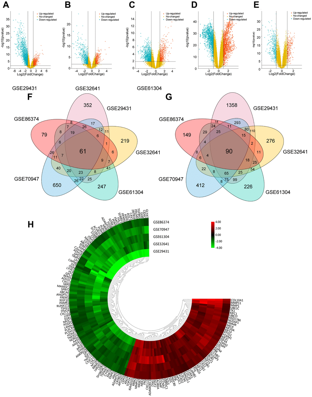 Foundation of DEGs in five GEO databases. (A–E) The display of DEGs in each database by volcano plots. Datasets from GSE29431 (A), GSE32641 (B), GSE61304 (C), GSE70947 (D) and GSE86374 (E). Orange: Up-regulated genes (logFC ≥ 1.0, adj. P P F–G) A Total of 61 significantly upregulated genes (F) and 90 significantly downregulated genes (G) were screened from the five GEO databases. (H) Hierarchical clustering heatmap showed expression of 151 DEGs in five GEO databases. Red: higher expression genes, green: lower expression genes.