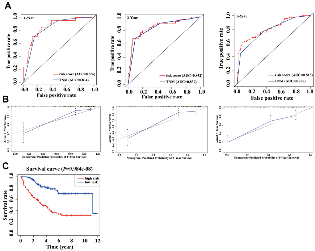 Validation of nomogram in a validation cohort. (A) Shown is the time-dependent ROC curves for 1-, 2-, and 5-year overall survival (OS) predictions from our nomogram compared with TNM stage. (B) Calibration curve for our nomogram in a validation cohort. The predicted and the actual probabilities of OS are plotted using blue solid and black dotted lines, respectively. (C) OS of our nomogram in a validation cohort.