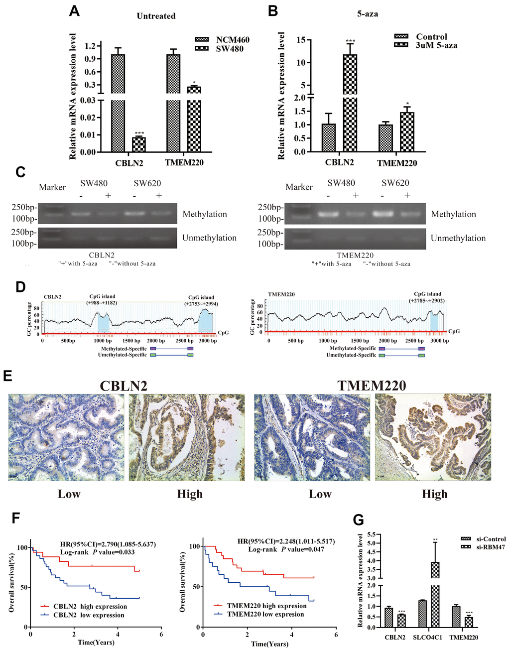 Experimental verification in colon cells and tissues. (A) qPCR was performed to identify the relative expression of CBLN2 and TMEM220 in NCM460 and SW480 cells. (B) qPCR was carried out to assess CBLN2 and TMEM220 expression levels in SW480 cells before and after treatment with 5-aza. (C) Methylation status of CBLN2 and TMEM220 was determined by MSP in SW480 and SW620 cells. (D) Schematic diagrams of CpG islands in the promoter regions of CBLN2 and TMEM220. (E) Representative images of immunohistochemistry staining of colon sections from colon adenocarcinoma (COAD) tissues (n = 46). Original magnification, ×100. (F) Prognostic significance of CBLN2 and TMEM220 expression in COAD patients. (G) Knockdown of RBM47 gene in sw480 cells.