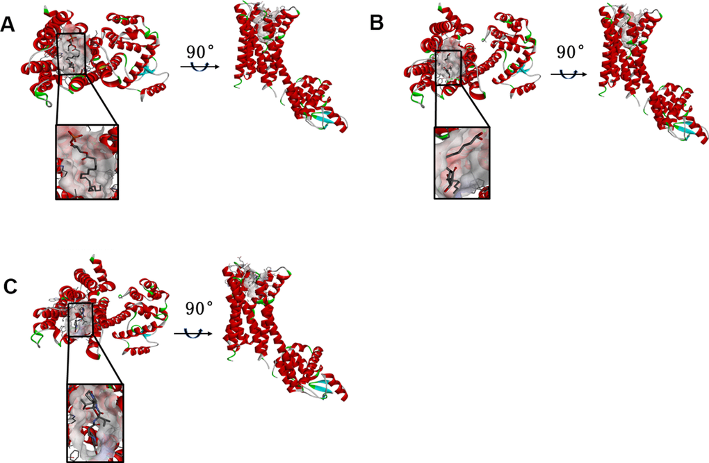 (A) ZINC000008860530-Dopamine D2 Receptor complex. Schematic drawing of interactions between ligands and Dopamine D2 Receptor, and the Ionizability surface of the junction pocket was added, blue represented basic ionization, red represented acid ionization, and ligands were shown in sticks, the structure around the ligand-receptor junction were shown in thinner sticks. (B) ZINC000004096987-Dopamine D2 Receptor complex. Schematic drawing of interactions between ligands and Dopamine D2 Receptor, and the Ionizability surface of the junction pocket was added, blue represented basic ionization, red represented acid ionization, and ligands were shown in sticks, the structure around the ligand-receptor junction were shown in thinner sticks. (C) Bromocriptine-Dopamine D2 Receptor complex. Schematic drawing of interactions between ligands and Dopamine D2 Receptor, and the Ionizability surface of the junction pocket were added, blue represented basic ionization, red represented acid ionization, and ligands were shown in sticks, the structure around the ligand-receptor junction were shown in thinner sticks.