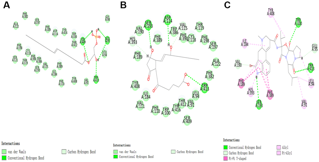 The inter-molecular interaction of the predicted binding modes of (A) ZINC000008860530 to Dopamine D2 Receptor; (B) ZINC000004096987 to Dopamine D2 Receptor, (C) Bromocriptine to Dopamine D2 Receptor.