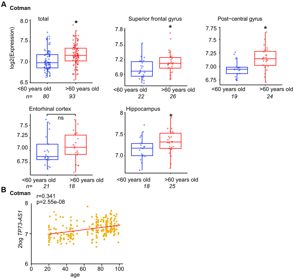 TP73-AS1 is highly expressed in the aging brain. (A) The levels of TP73-AS1 in the old vs. young brain are shown. Data were obtained from the R2 website and the indicated dataset (GSE48350). (B) The correlation between the expression of TP73-AS1 and age in the brain was determined using R2 and indicated dataset (GSE48350).