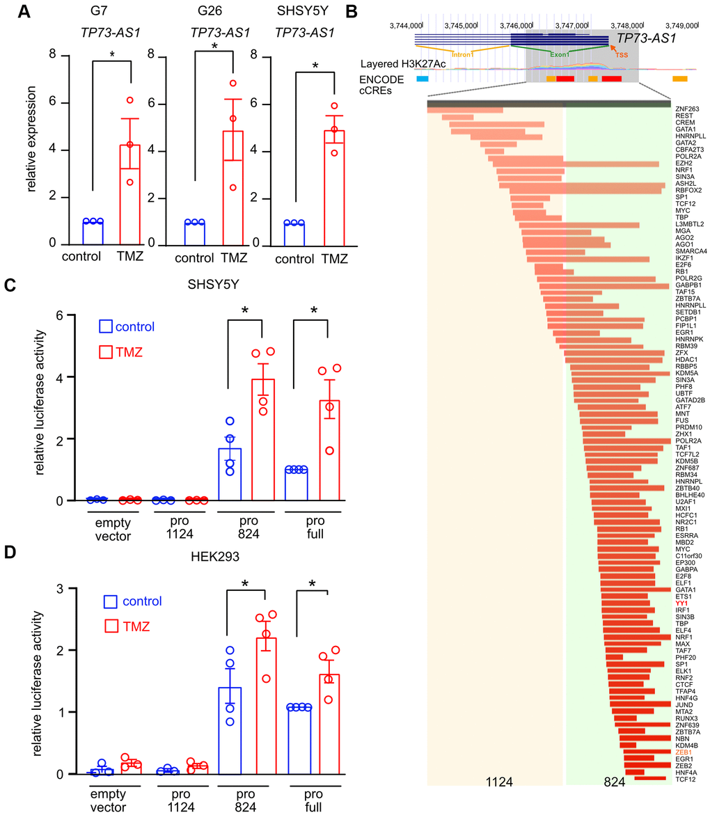 TP73-AS1 is induced by TMZ. (A) TP73-AS1 levels in the indicated cell lines were measured using qRT-PCR. * pB) The genomic region of the putative TP73-AS1 promoter was identified using the UCSC browser. H3K27 acetylation and TF ChIP-SEQ data obtained from ENCODE are shown. Transcriptional start site (TSS), intron 1, and exon 1 are shown. The two promoter regions used in this study are highlighted. (C) Promoter activity assay was performed in the indicated cell lines using the dual luciferase assay. * pD) Promoter activity assay was performed in the indicated cell lines using the dual luciferase assay. * p