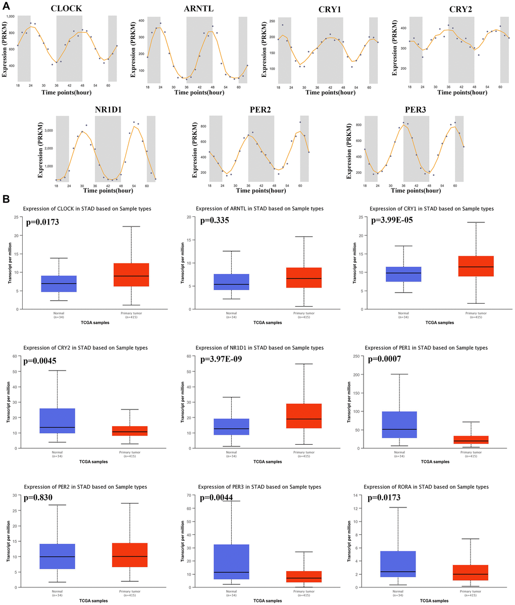 The circadian rhythm and mRNA level of core circadian clock genes. (A) The circadian rhythm of core circadian genes, including CLOCK(A), ARNTL(B), CRY1(C), CRY2(D), NR1D1(E), PER2(F) and PER3(G). (B) Box plots derived from TCGA STAD dataset comparing the expression of CLOCK, ARNTL, CRY1, CRY2, NR1D1, PER1, PER2, PER3 and RORA in STAD tissue and normal tissues.