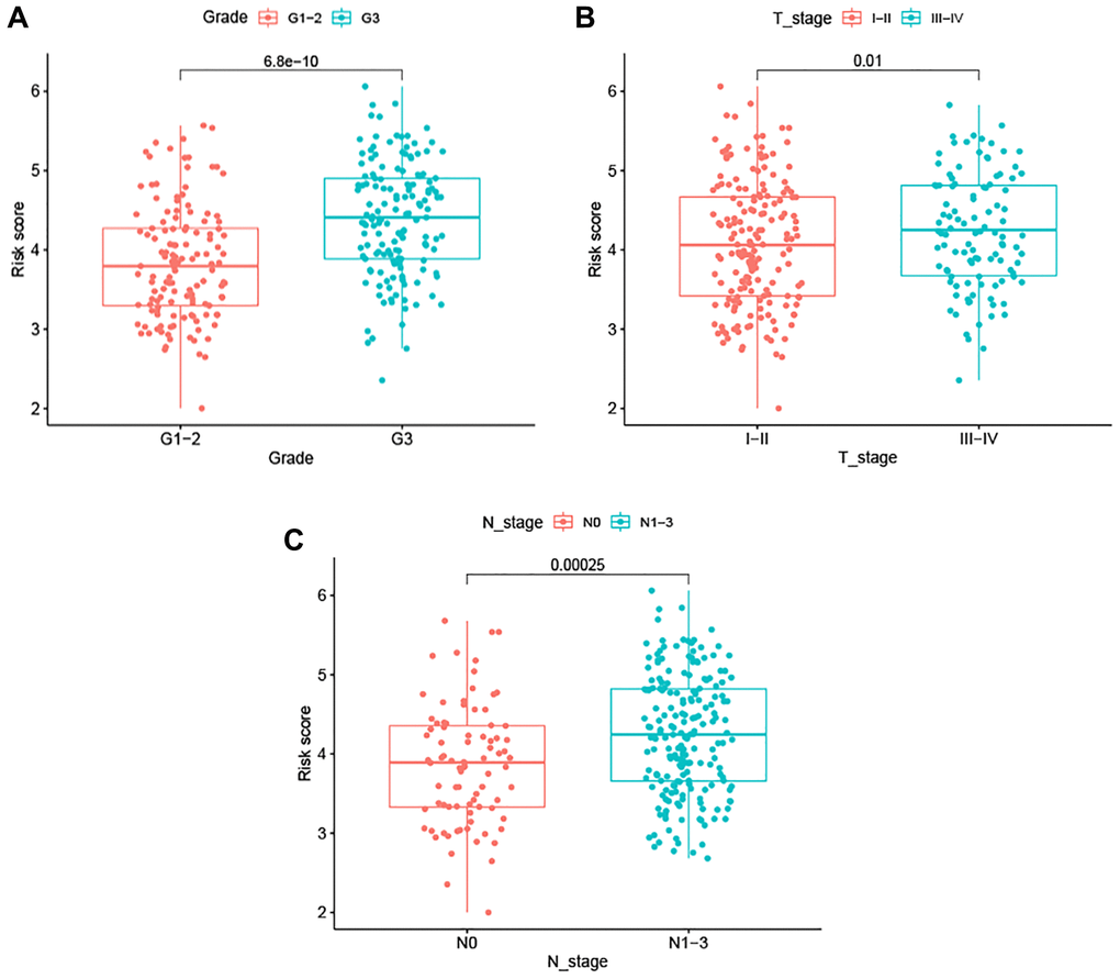 Association between the ARG-based signature and clinicopathological characteristics. (A) Tumor grade. (B) T stage. (C) N stage.