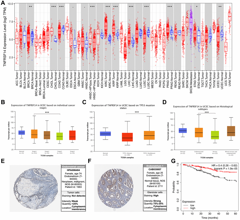 Relationship between TNFRSF14 expression and prognosis of EC patients. (A) TNFRSF14 expression in pan-carcinoma tissues. (B) Relationship between TNFRSF14 expression and clinical stages of endometrial cancer. (C) Relationship between TNFRSF14 expression and TP53 mutations in EC. (D) Relationship between TNFRSF14 expression and tissue subtypes of EC. (E) TNFRSF14 expression in endometrial cancer tissues. (F) TNFRSF14 expression in normal endometrial tissues. (G) Kaplan-Meier survival analysis shows the relationship between TNFRSF14 expression and prognosis of EC patients using the KM Plotter database.