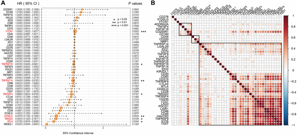 Association between ICGs and prognosis of EC patients from the TCGA dataset. (A) Univariate Cox regression analysis shows association between ICGs and prognosis of EC patients. (B) Spearman correlation analysis shows the relationship between various ICG pairs in EC tissues from the TCGA dataset. Note: Only ICG gene pairs with significant correlations are displayed; blank indicates insignificant correlation.